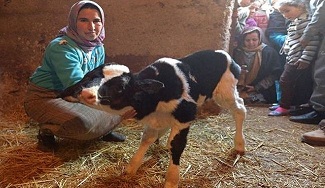 ولادة عجل برأسين في المغرب