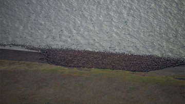 التغيرات المناخية تطرح بآلاف من أحصنة البحر على سواحل ألاسكا