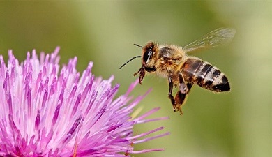 أين يذهب النحل خلال الشتاء؟