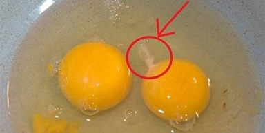 سر وجود الخيط الأبيض في البيض