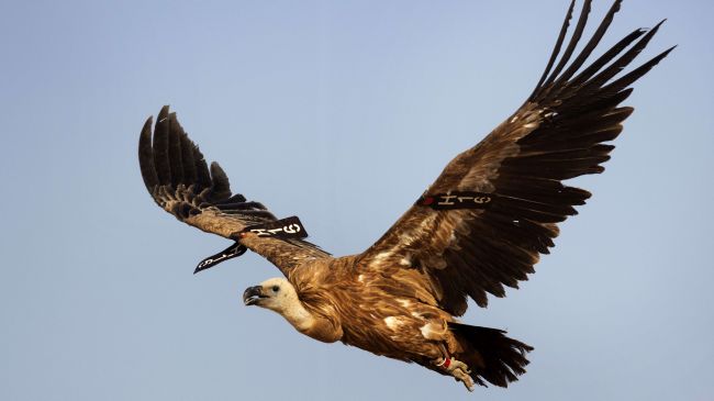 Sudan Captures Vulture with Israeli Spying Device
