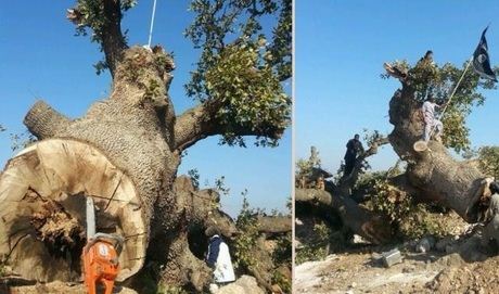 Insurgents Cut down a 150-year-old Oak Tree in Syria for being “Worshiped”
