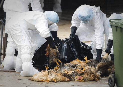 Grippe aviaire : Etat d’urgence au Mexique/150 000 poulets abattus en chine
