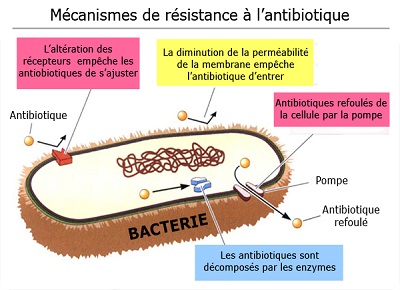 Résistance aux antibiotiques: vers de nouvelles parades