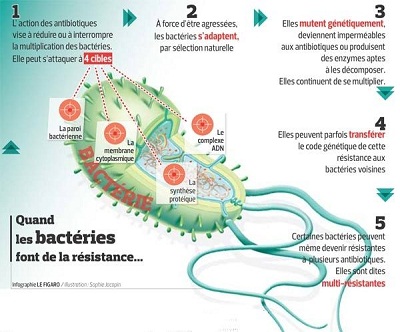 Quand les microbes font de la résistance: l’émergence d’une menace globale