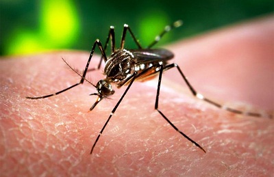 Le virus Zika serait inoffensif – A qui donc profite la panique médiatique?
