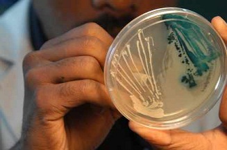 La recherche de la bactérie mortelle reprend à zéro
