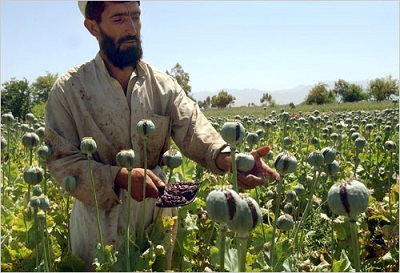 Bajo Ocupaci&oacuten de la OTAN, Afganist&aacuten se Convierte en el Mayor Productor de Opio
