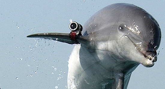 Combatientes de Hamas capturan delfín con cámaras y armas