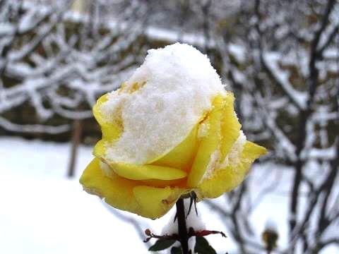 وردة تحت الثلج 