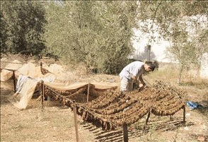 زراعة النبتة المرة في عيتا الشعب