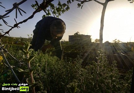 الزعتر في بنت جبيل - لبنان