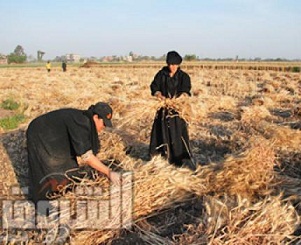 مصر تتسلم شحنة قمح أميركية بدلا من شحنة كندية مرفوضة