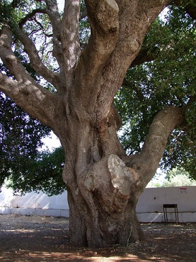 سنديانة ضخمة في جنوب لبنان