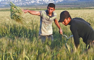 «فاو» تدعو إلى إنقاذ الزراعة الفلسطينية