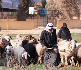 الشحّ يزيد كلفة إنتاج الزراعات العلفية