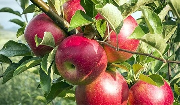 Iranian Apple