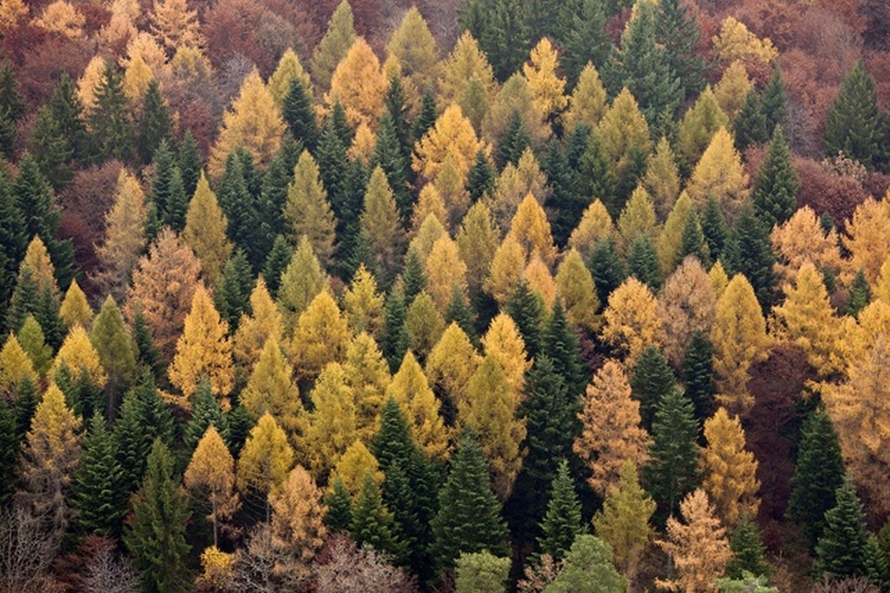 الغابات الصنوبرية في أوروبا تفاقم ظاهرة الاحتباس الحراري