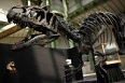 ديناصور ألوصور كان صاحب أقوى وأضخم فكين في التاريخ