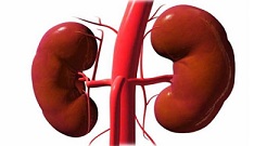 Kidney