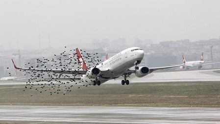 طير يتسبب بهبوط اضطراري لطائرة ايرباص في بروكسل
