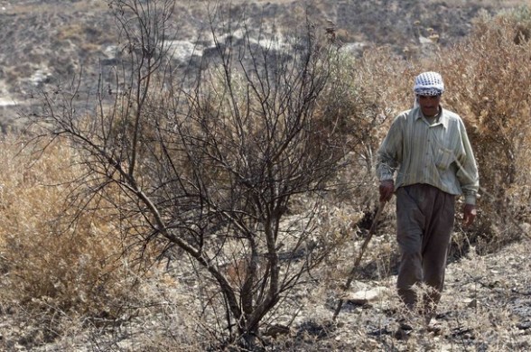 Palestinian trees