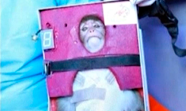 Iran Successfully Launches Research Rocket Carrying 2nd Monkey into Space
