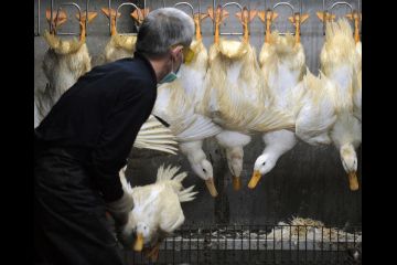 WHO Warns China’s Bird Flu Strain is ’Serious Concern’