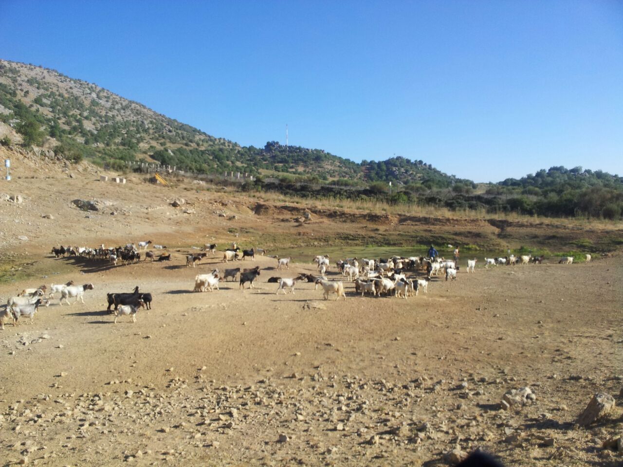 Zionist Army Crosses Withdrawal Line in Shebaa, Ambushes Shepherd’s Goats