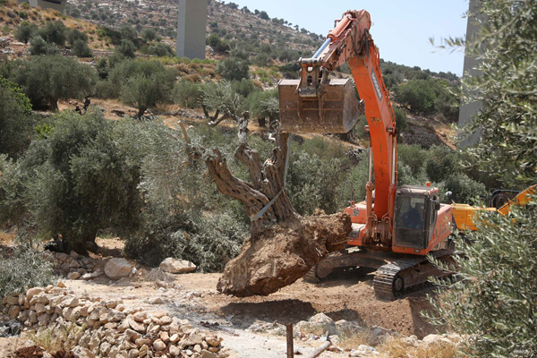 IOF Uproots Trees to Construct Apartheid Wall