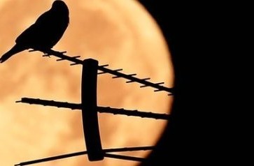 تعتبر وكالة الفضاء الأوروبية القمر بمثابة وجهة منطقية تالية للبشر خارج كوكب الأرض