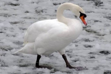 لماذا لا تتجمد أقدام الطيور في الشتاء؟