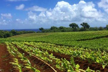 من عزبة مؤسس فيسبوك في جزيرة كاواي