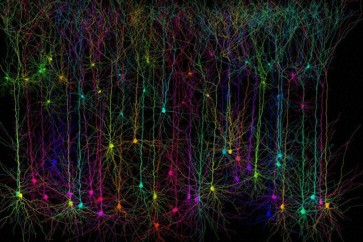 اكتشاف نوع جديد من التفاعل بين الخلايا العصبية