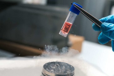 بعد ذوبان الجليد فإن مناطق معينة من أنسجة الأعضاء يمكن أن تتضرر