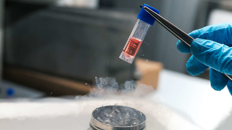 بعد ذوبان الجليد فإن مناطق معينة من أنسجة الأعضاء يمكن أن تتضرر