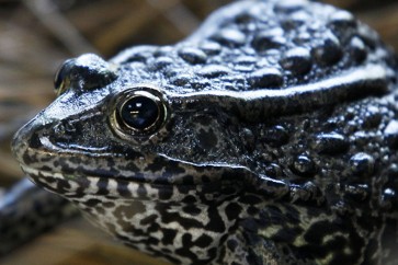 شاهد...أول ضفدع مشع في العالم