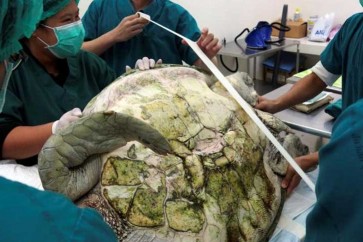 استخراج 915 عملة معدنية من بطن سلحفاة بحرية