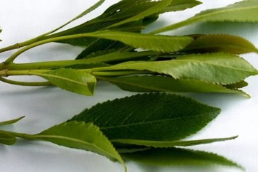 هل القات مخدر أم لا