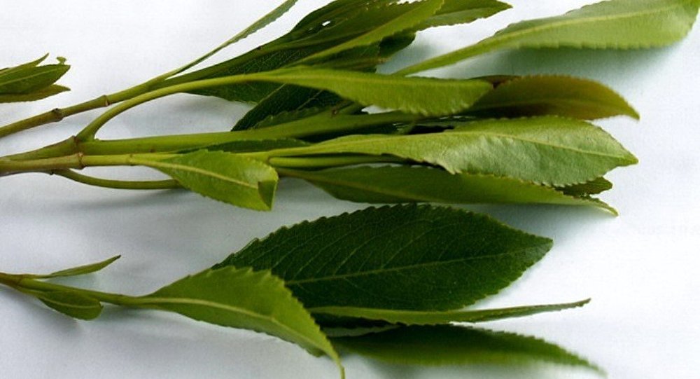 هل القات مخدر أم لا