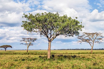 البشر يتركون بصماتهم على الطبيعة حتى بعد مماتهم