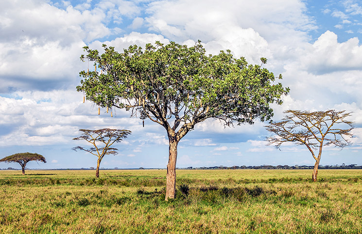 البشر يتركون بصماتهم على الطبيعة حتى بعد مماتهم