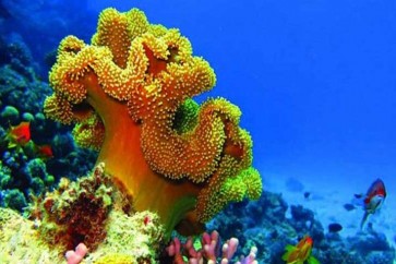 سم أسماك صغيرة مسكن آلام فعال