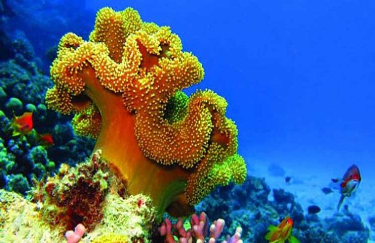 سم أسماك صغيرة مسكن آلام فعال