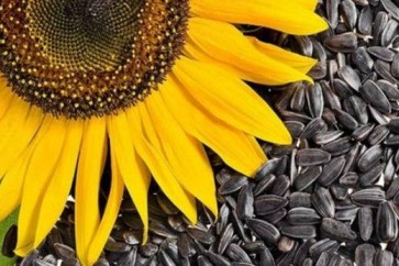 بعد قراءة هذا الخبر.. ستكثرون من تناول بذور دوار الشمس