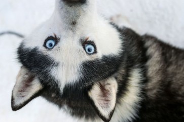 تدريب الكلاب على الاتصال بخدمات الطوارئ