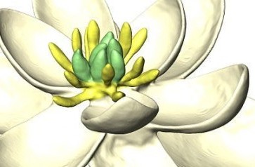 أعاد علماء تخليقها من خلال تحليل كل نباتٍ على الأرض على مدار 6 سنوات