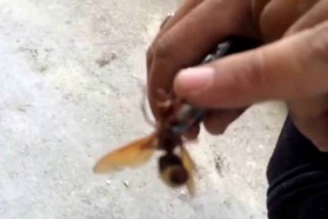 اذا تعرضت للدغة دبور ... هذا ما يجب أن تفعله!