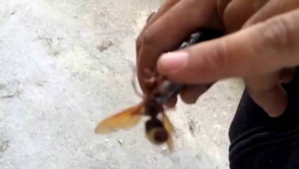 اذا تعرضت للدغة دبور ... هذا ما يجب أن تفعله!