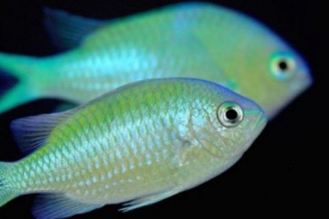 تعرف على فوائد السمك البحري!